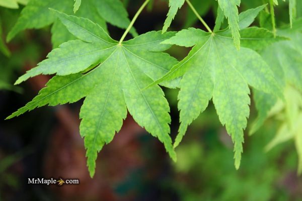 Acer palmatum  Syuka  Japanese Maple For Sale - Image 5