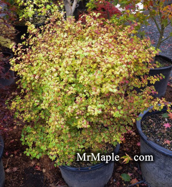 Acer circinatum  W.B. Hoyt  Dwarf Japanese Maple Online Hot Sale - Image 3