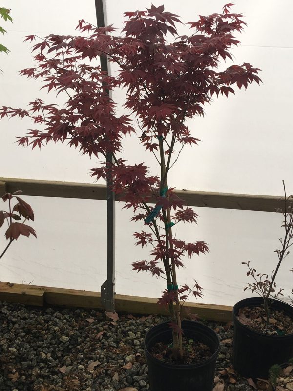 Acer palmatum  Mahogany  Japanese Maple Hot on Sale - Image 3