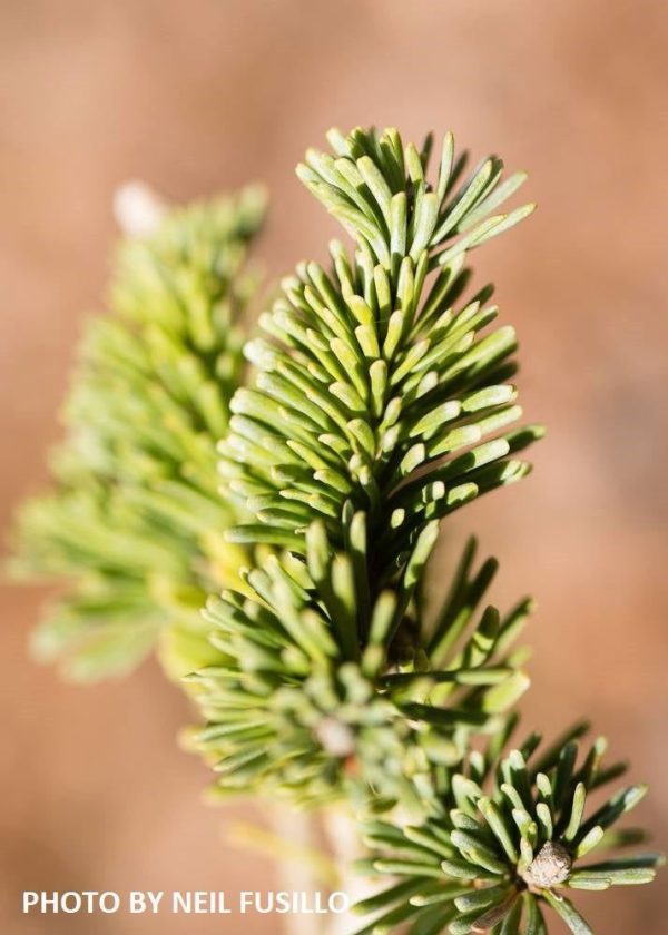 Abies lasiocarpa  Glauca Compacta  Blue Arizona Cork Bark Fir For Cheap - Image 4