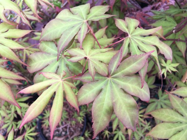 Acer palmatum  Shine Bright  Japanese Maple Online now - Image 3