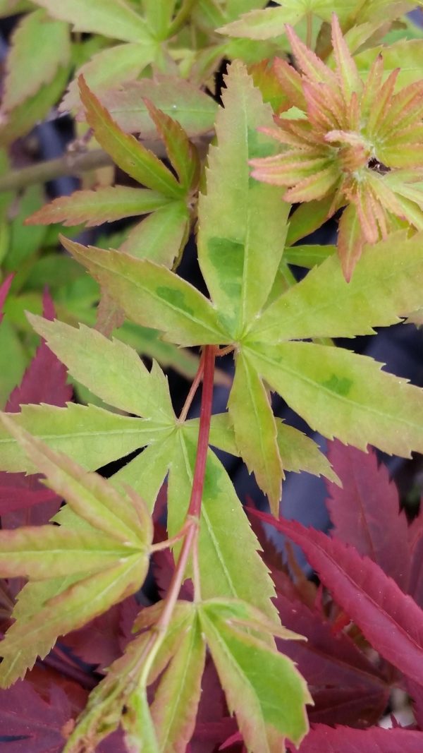 Acer palmatum  Seuss s Sister  Dwarf Variegated Japanese Maple For Cheap