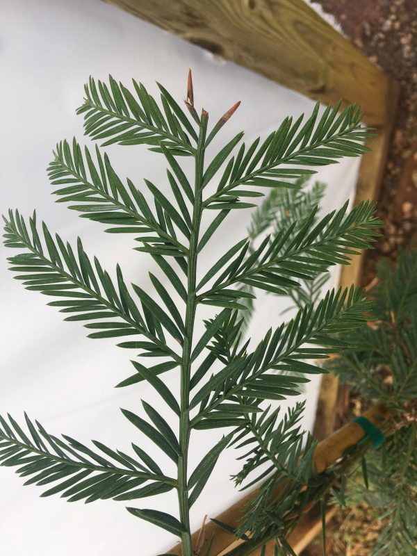 Sequoia sempervirens  Simpson Silver  Silver Blue Coastal Redwood Hot on Sale - Image 2