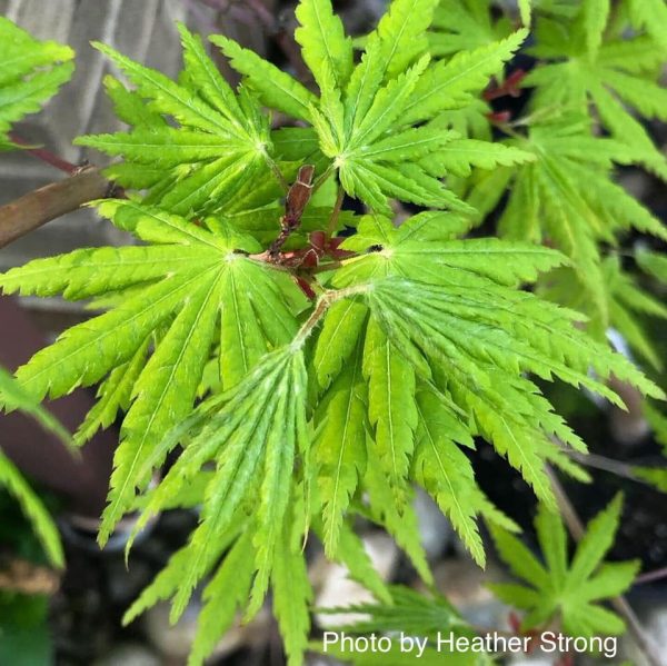 Acer japonicum x palmatum  Shuriken  Full Moon Japanese Maple Supply - Image 3