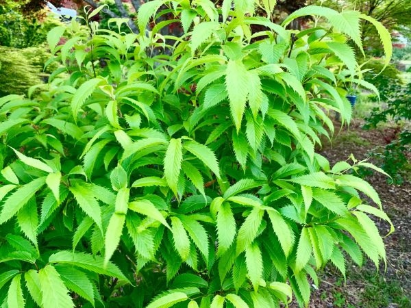 Acer carpinifolium  Esveld Select  Dwarf Japanese Hornbeam Maple Tree Online Sale - Image 4