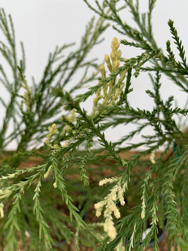 Sequoiadendron giganteum  French Beauty  Variegated Giant Redwood Hot on Sale