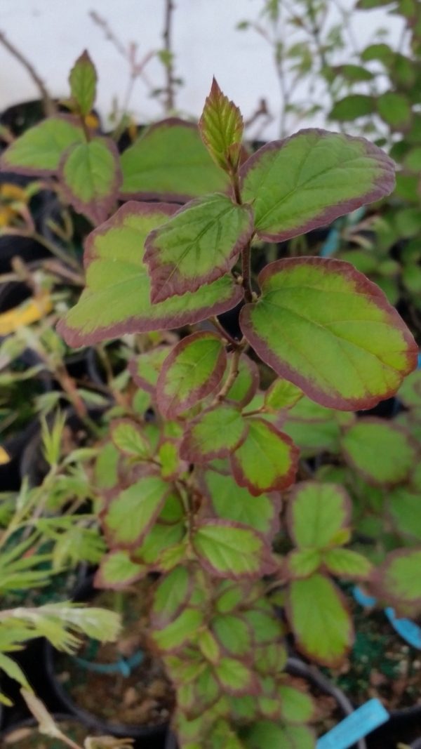 Parrotia persica  Persian Spire™  Columnar Persian Ironwood Sale