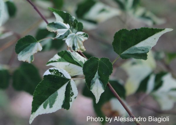 Acer crataegifolium  Veitchii  Variegated Snakebark Japanese Maple Online - Image 4