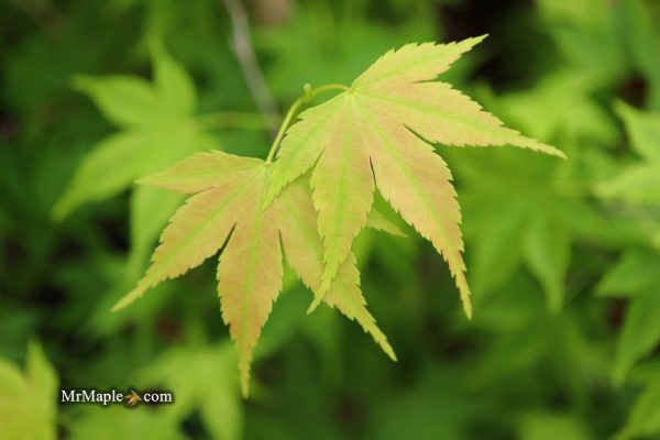 Acer palmatum  Syuka  Japanese Maple For Sale - Image 4
