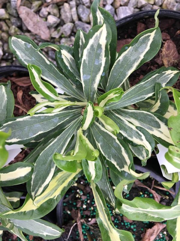 Daphne odora  Wild Winter  Variegated Winter Daphne on Sale