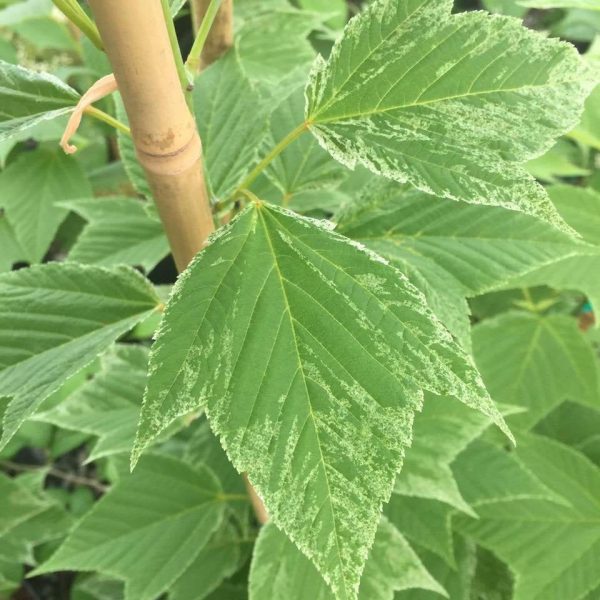 Acer rufinerve  Hatsu yuki  Variegated Snakebark Maple Cheap
