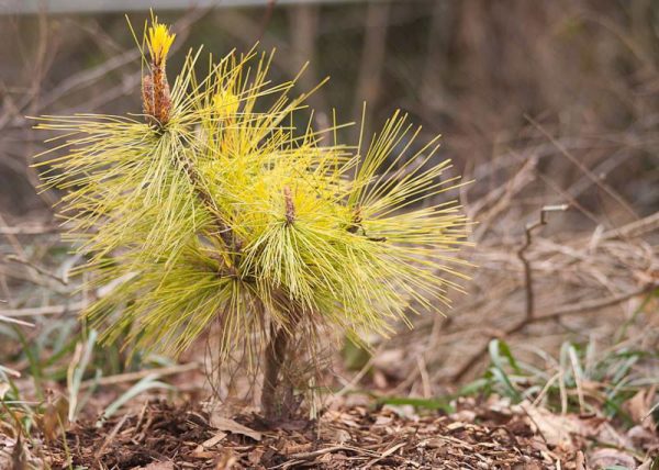 Pinus densiflora  Aurea  Golden Japanese Red Pine Tree Online now - Image 5