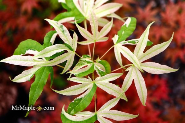 Acer truncatum  Akikaze nishiki  Rare Variegated Maple on Sale
