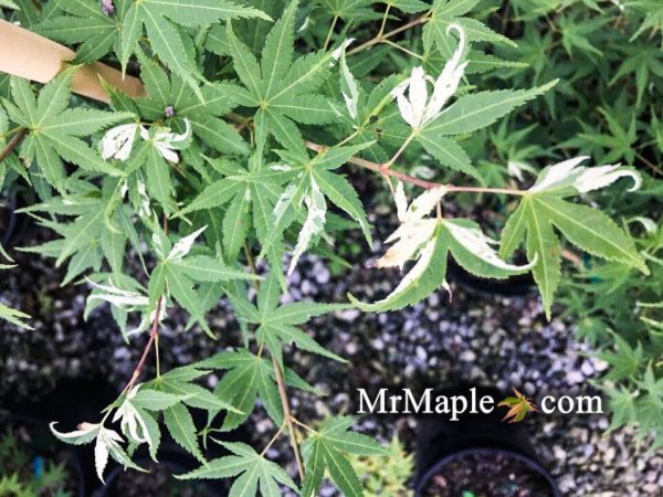 Acer palmatum  Rokugatsu en nishiki  Variegated Japanese Maple Online Hot Sale - Image 2