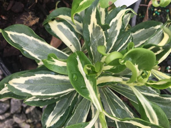 Daphne odora  Wild Winter  Variegated Winter Daphne on Sale - Image 2