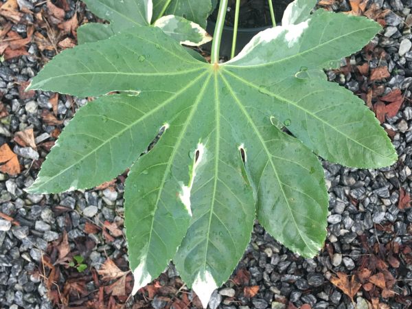Fatsia japonica  Variegata  Marble Chip Variegated Japanese Aralia Discount - Image 3
