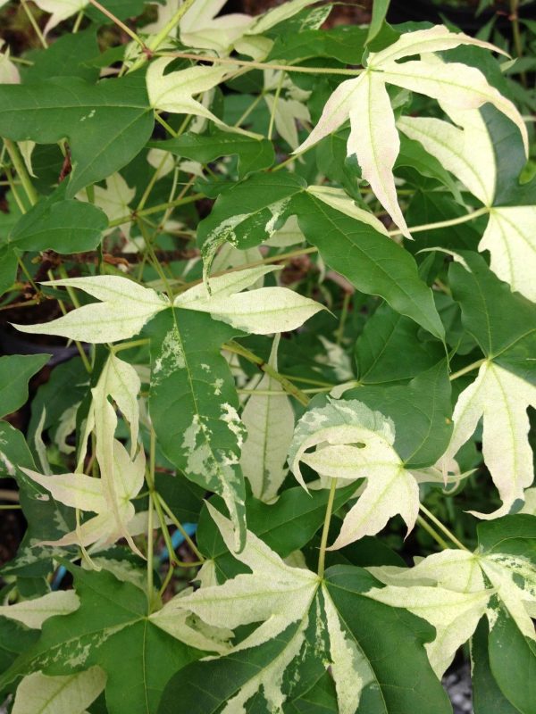 Acer truncatum  Akikaze nishiki  Rare Variegated Maple on Sale - Image 2
