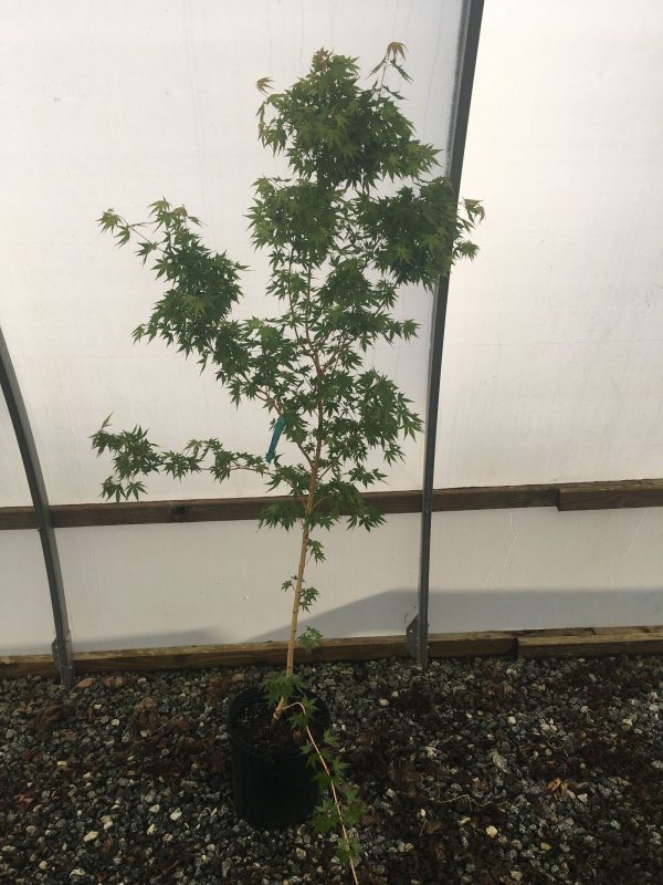 Acer palmatum  Miya  Yellow Bark Japanese Maple Hot on Sale - Image 4