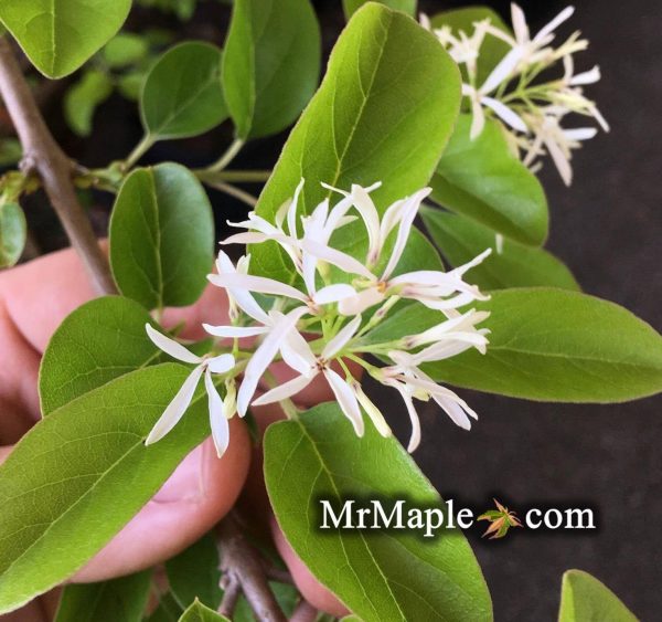 Chionanthus retusus  Yadkin Creeper  Weeping Chinese Fringe Tree Online now