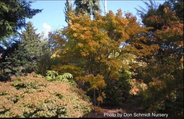 Acer palmatum  Red Wood  Coral Bark Japanese Maple Discount - Image 5