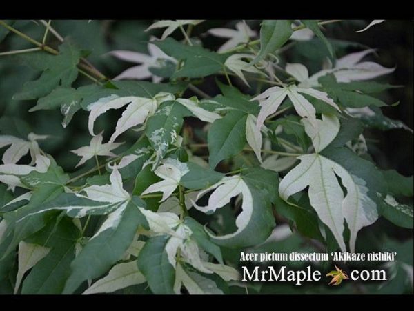 Acer truncatum  Akikaze nishiki  Rare Variegated Maple on Sale - Image 4