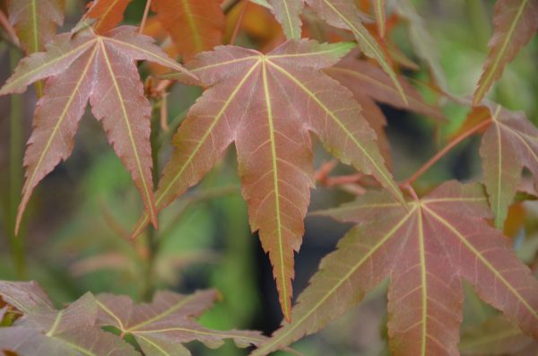 Acer oliverianum ssp formosanum  - Ultimate Heat Tolerant Maple on Sale - Image 2