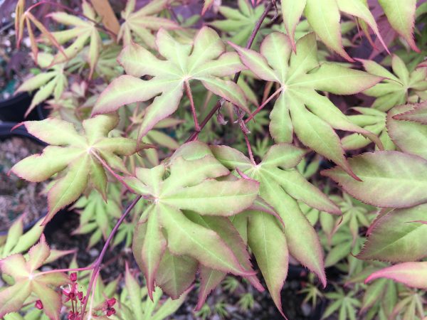 Acer palmatum  Shine Bright  Japanese Maple Online now - Image 4