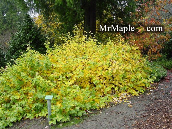 Hamamelis vernalis  Lombart s Weeping  Weeping Red Witch Hazel For Cheap