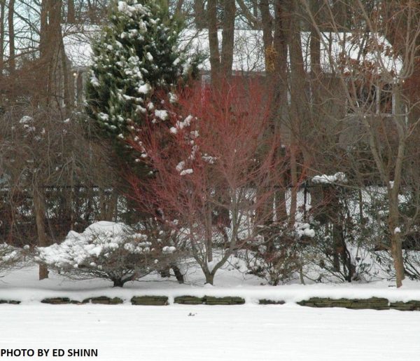 Acer palmatum  Red Wood  Coral Bark Japanese Maple Discount - Image 3