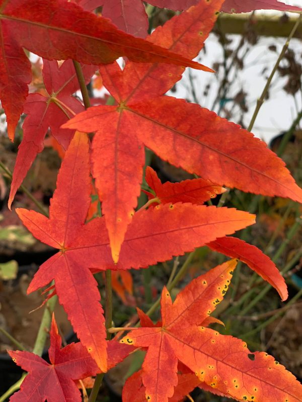 Acer oliverianum ssp formosanum  - Ultimate Heat Tolerant Maple on Sale - Image 3