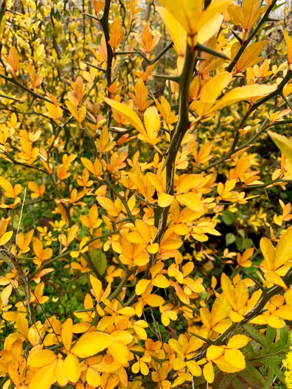 Poncirus trifoliata  Flying Dragon  Contorted Hardy Orange Supply - Image 3