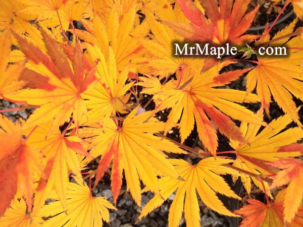 Acer shirasawanum  Kalmhout  Full Moon Japanese Maple Sale