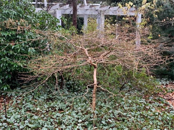 Chionanthus retusus  Yadkin Creeper  Weeping Chinese Fringe Tree Online now - Image 2
