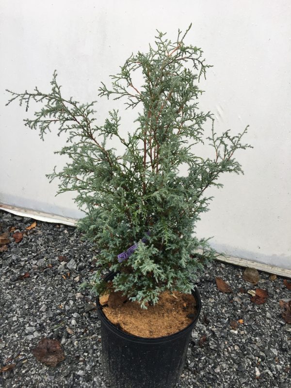 Chamaecyparis pisifera  Steel Wool  Dwarf Sawahara Cypress Fashion