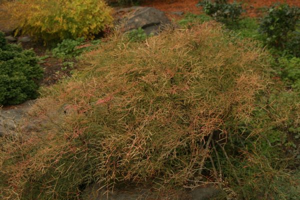 Nandina domestica  San Gabriel  Filamentosa Heavenly Bamboo Nandina Sale - Image 3