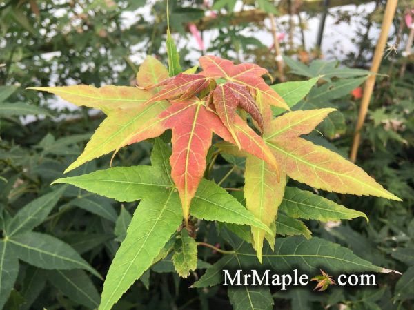 Acer oliverianum ssp formosanum  - Ultimate Heat Tolerant Maple on Sale
