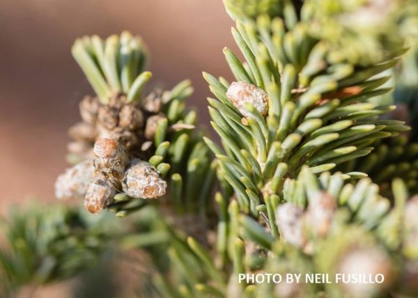 Abies lasiocarpa  Glauca Compacta  Blue Arizona Cork Bark Fir For Cheap - Image 3