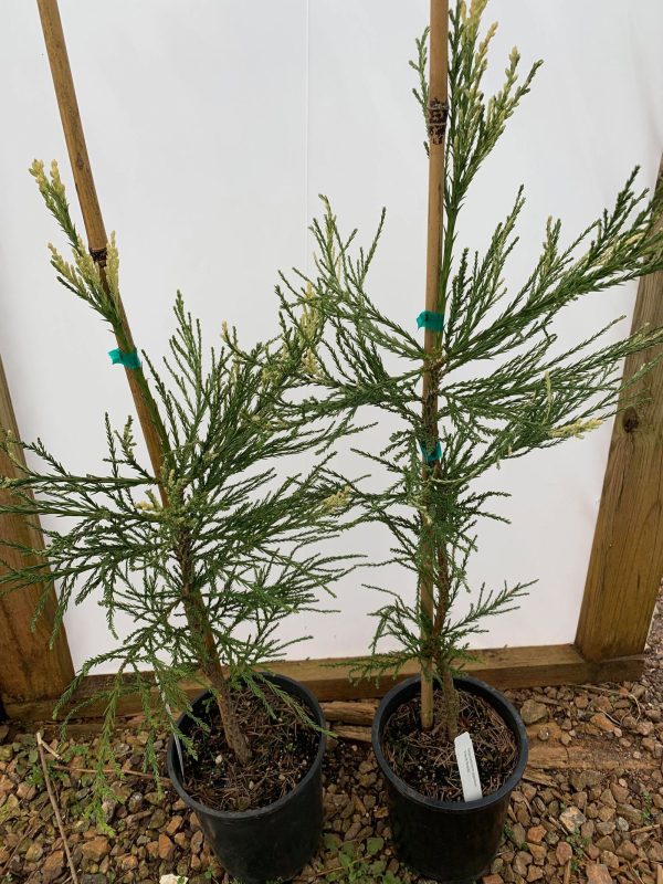 Sequoiadendron giganteum  French Beauty  Variegated Giant Redwood Hot on Sale - Image 2