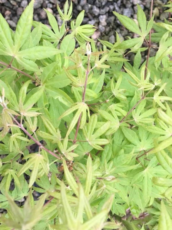 Acer palmatum  Mac s Broom  Japanese Maple Fashion