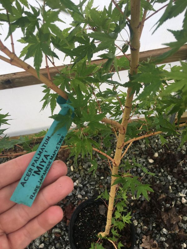 Acer palmatum  Miya  Yellow Bark Japanese Maple Hot on Sale - Image 2