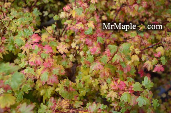 Acer circinatum  W.B. Hoyt  Dwarf Japanese Maple Online Hot Sale