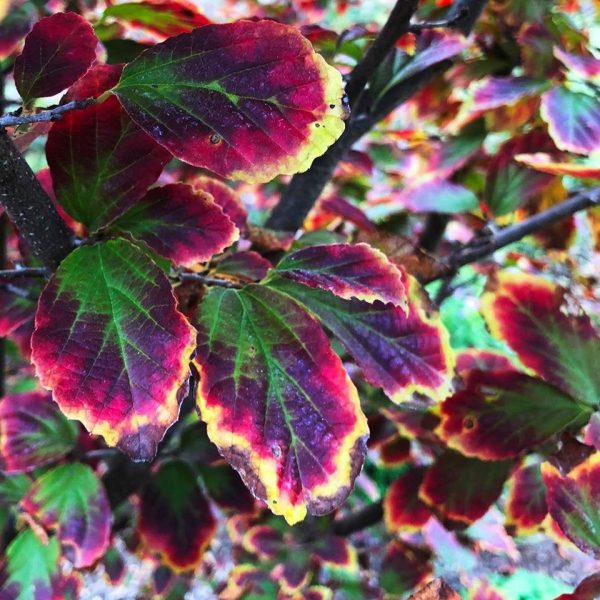 Parrotia persica  Persian Spire™  Columnar Persian Ironwood Sale - Image 2
