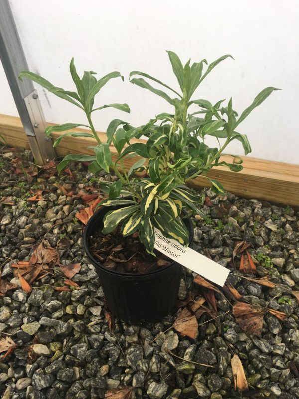 Daphne odora  Wild Winter  Variegated Winter Daphne on Sale - Image 3
