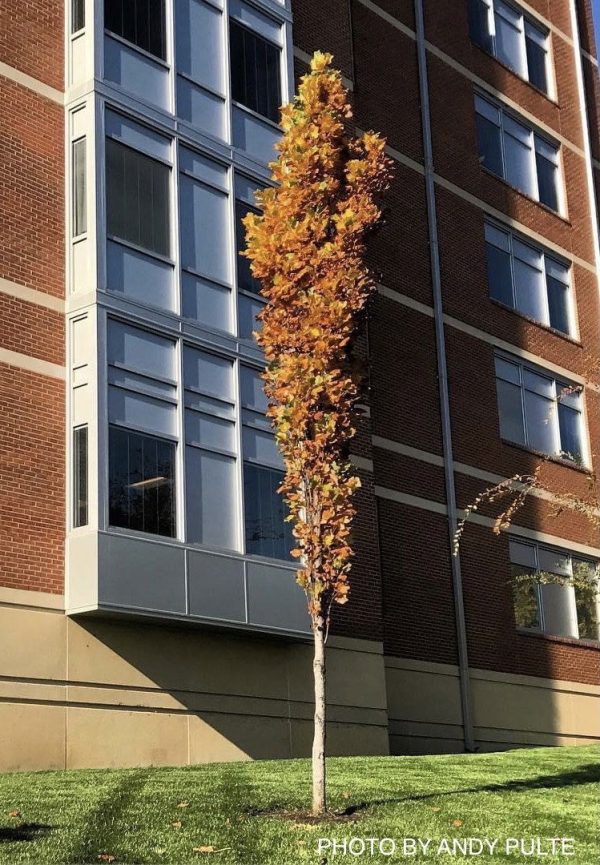 Liriodendron tulipifera  Arnold  Columnar Tulip Tree Poplar Online now - Image 2