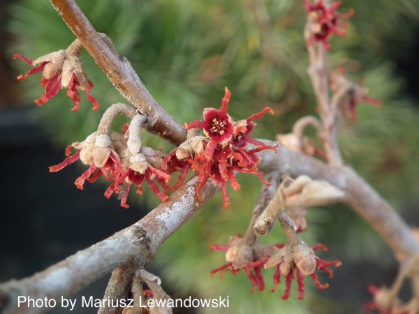 Hamamelis vernalis  Lombart s Weeping  Weeping Red Witch Hazel For Cheap - Image 2