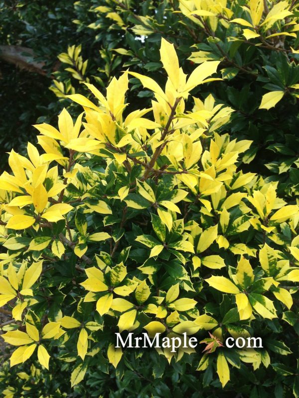 Ilex attenuata  Sunny Foster  Golden Variegated Holly Hot on Sale - Image 2