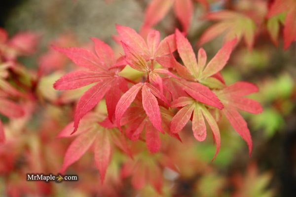 Acer palmatum  Little Francisco  Dwarf Japanese Maple For Cheap - Image 5