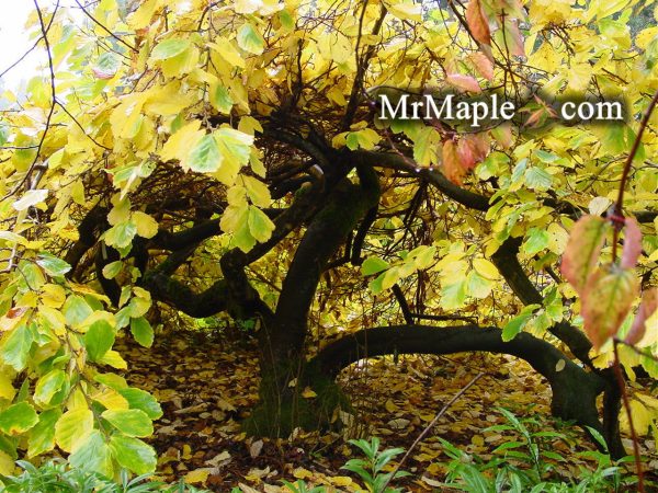 Hamamelis vernalis  Lombart s Weeping  Weeping Red Witch Hazel For Cheap - Image 3