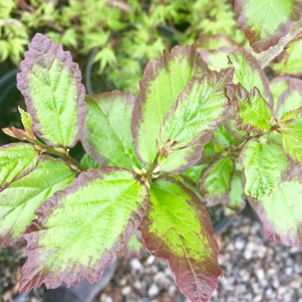 Parrotia persica  Persian Spire™  Columnar Persian Ironwood Sale - Image 4
