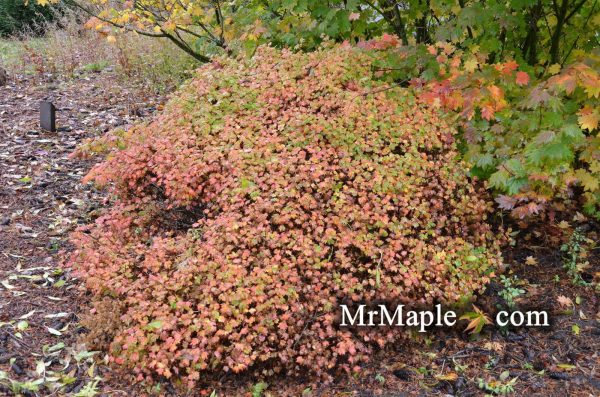 Acer circinatum  W.B. Hoyt  Dwarf Japanese Maple Online Hot Sale - Image 2